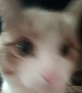 😠 ff883dc1 猫, 動物, ペット, ネコ科, 飼い猫, 哺乳類 telegram sticker