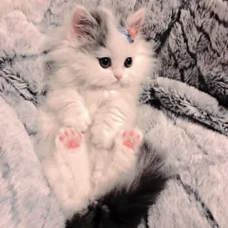 🐱 0565d3eb 새끼 고양이, 고양이, 귀여운, 애완 동물, 폭신한, 동물 telegram sticker