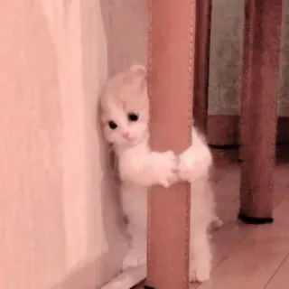 🐱 0d7ccc00 고양이, 새끼 고양이, 귀여운, 동물, 애완 동물, 놀이 telegram sticker