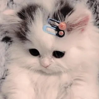 🐱 2349a84c 새끼 고양이, 고양이, 귀여운, 동물, 애완 동물, 보송보송한 telegram sticker