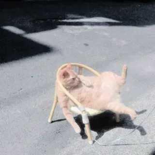 🐱 29e8f277 고양이, 의자, 동물, 애완동물, 휴식, 일광욕 telegram sticker