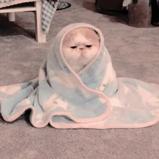 🐱 48a85c76 고양이, 담요, 귀여운, 동물, 애완동물, 포근한, 웃긴 telegram sticker