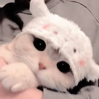 𝐊𝐔𝐂𝐈𝐍𝐆 @SYAFIAMELODYYA telegram stickers