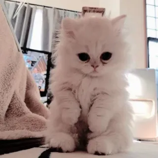 🐱 db7b0a4a 고양이, 새끼 고양이, 애완동물, 동물, 보송보송한, 귀여운, 흰색 telegram sticker