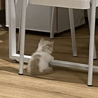 🥺 0e51ff41 小猫, 猫, 动物, 宠物, 可爱, 家养 telegram sticker