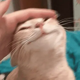 😊 10e249b0 猫, 宠物, 动物, 家畜, 抚摸, 爱意 telegram sticker