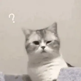 😊 1befa28f ? 猫, 问号, 困惑, 动物, 宠物, 可爱, 梗 telegram sticker