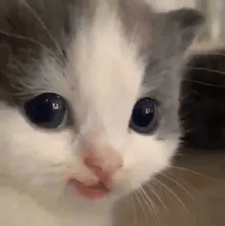 🙂 284bad31 小猫, 猫, 动物, 可爱, 宠物 telegram sticker