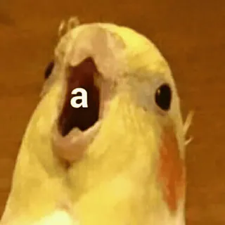 😮 2cd6422b a 鸟, 鸡尾鹦鹉, 动物, 可爱, 搞笑, 梗 telegram sticker