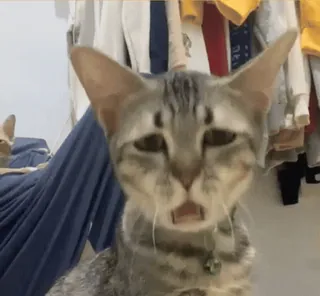 🤍 2f7c59a5 猫, 动物, 宠物, 家畜, 猫科动物, 哺乳动物 telegram sticker