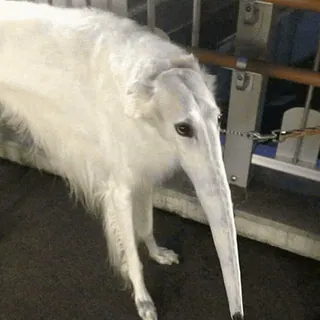 👃 434dc8e0 狗, 俄罗斯猎狼犬, 长鼻子, 动物, 宠物 telegram sticker