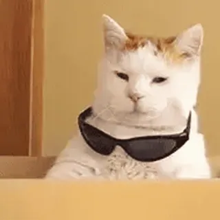 😊 5d9a9589 猫, 太阳镜, 酷, 动物, 宠物, 家畜, 梗 telegram sticker