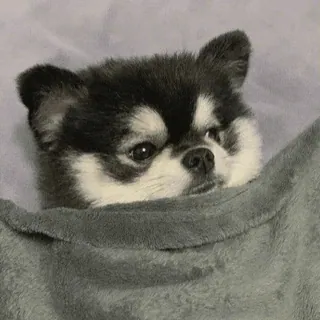 🤍 62d4ef14 狗, 吉娃娃, 小狗, 可爱, 宠物, 动物, 毯子, 困 telegram sticker