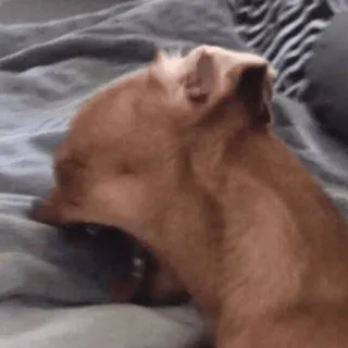 🤬 6c09888b 狗, 吉娃娃, 打哈欠, 动物, 宠物 telegram sticker