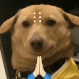 🤍 6de7e212 狗, 祈祷, 可爱, 动物, 梗 telegram sticker