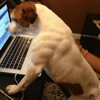💪 7fcb417d 狗, 电脑, 办公室, 宠物, 动物, 书桌, 笔记本电脑 telegram sticker