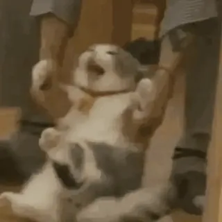 😊 86d3ace9 猫, 搞笑, 动物, 小猫, 表情包 telegram sticker