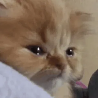 🥺 8c6bde71 猫, 小猫, 宠物, 动物, 可爱, 难过 telegram sticker