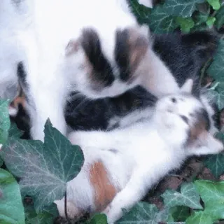 😴 a34d0554 猫, 小猫, 动物, 可爱, 宠物, 哺乳动物 telegram sticker