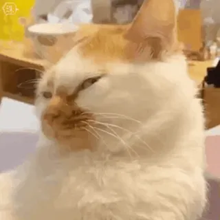 😊 a70d9b53 猫, 动物, 宠物, 搞笑, 表情包, 可爱, 小猫 telegram sticker