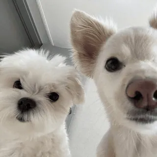 🤍 ab04285f 狗, 小狗, 白狗, 可爱, 动物, 宠物, 狗 telegram sticker