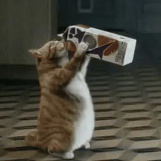 🥛 b850b5f5 猫, 动物, 盒子, 搞笑, 宠物, 可爱 telegram sticker