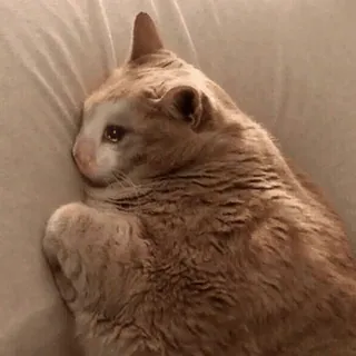 😭 c55c008a 猫, 悲伤, 哭泣, 宠物, 动物, 忧郁 telegram sticker