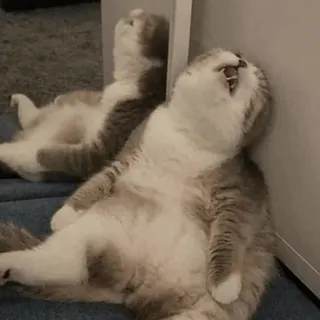 😩 ca1fff58 猫, 动物, 可爱, 家养, 宠物, 猫科, 懒惰 telegram sticker