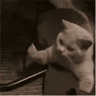 😊 cb897449 猫, 动物, 可爱 telegram sticker