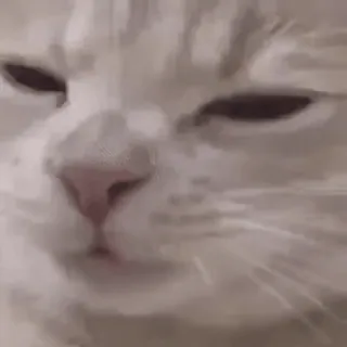 😊 f1088545 猫, 动物, 宠物, 家畜, 哺乳动物, 猫科动物 telegram sticker