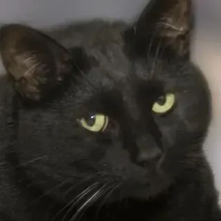 Official @catchain telegram stickers