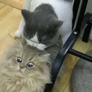 😬 4d63fe40 고양이, 동물, 애완 동물 telegram sticker