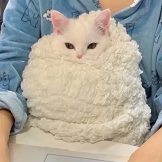 Official @catchain telegram stickers