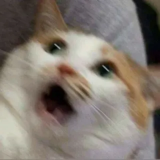 😯 867dcc2c 고양이, 충격, 밈, 동물, 표정, 무서운 telegram sticker