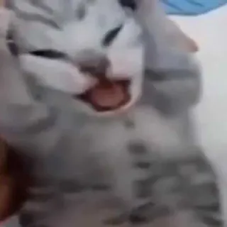 😫 a73ef435 고양이, 동물, 새끼 고양이, 애완 동물, 귀여운, 하품 telegram sticker