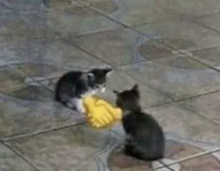 Official @catchain telegram stickers