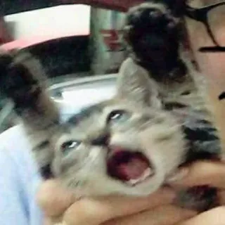 😫 f6a6d2c5 고양이, 새끼 고양이, 동물, 애완 동물, 화난, 소리치는 telegram sticker