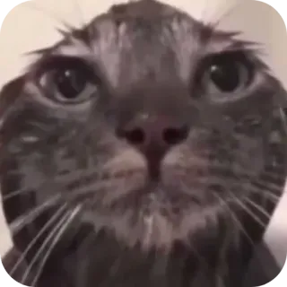 🐱 04dbff31 gato, mojado, animal, meme telegram sticker