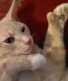 🐱 0aba1e04 gato, mascota, animal, felino, animal doméstico, lindo telegram sticker