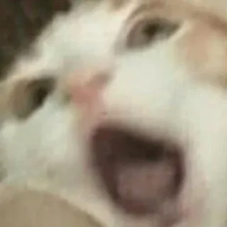 🐱 0bd7b572 gato, animal, meme, grito, divertido, expresión telegram sticker