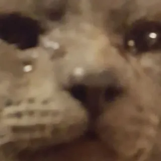 🐱 0de800b2 gato, animal, mascota, meme, divertido, gato doméstico telegram sticker