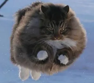 🐱 0e9873f0 gato, animal, volador, nieve, divertido, meme, mascota telegram sticker