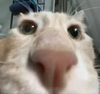 🐱 12887f0d gato, primer plano, animal, mascota, gracioso, meme, gato naranja, tonto telegram sticker