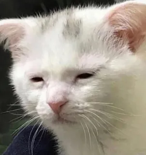 🐱 18afce33 gato, gatito, gato blanco, dormilón, animal, mascota, lindo telegram sticker