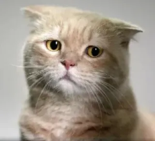 🐱 1a7dd5f1 gato, lindo, mascota, animal, doméstico, felino, Scottish Fold telegram sticker