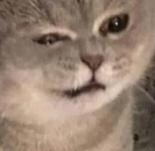 🐱 1a9f833c gato, meme, animal, divertido, mono, mascota telegram sticker