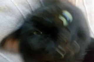 🐱 1c02ecce gato, gato negro, animal, mascota telegram sticker