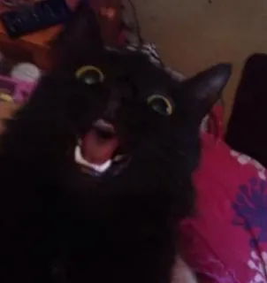 🐱 2047a059 gato, gato negro, sorprendido, gracioso, meme, animal, mascota telegram sticker