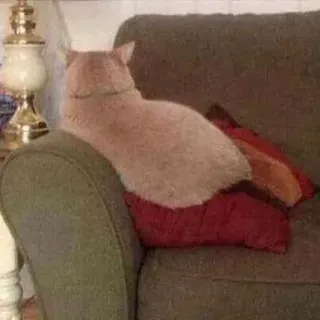 🐱 279b3e10 gato, sofá, mascota, animal, doméstico, felino, perezoso telegram sticker