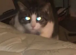 🐱 33e1b238 gato, animal, animal doméstico, mamífero, mascota telegram sticker